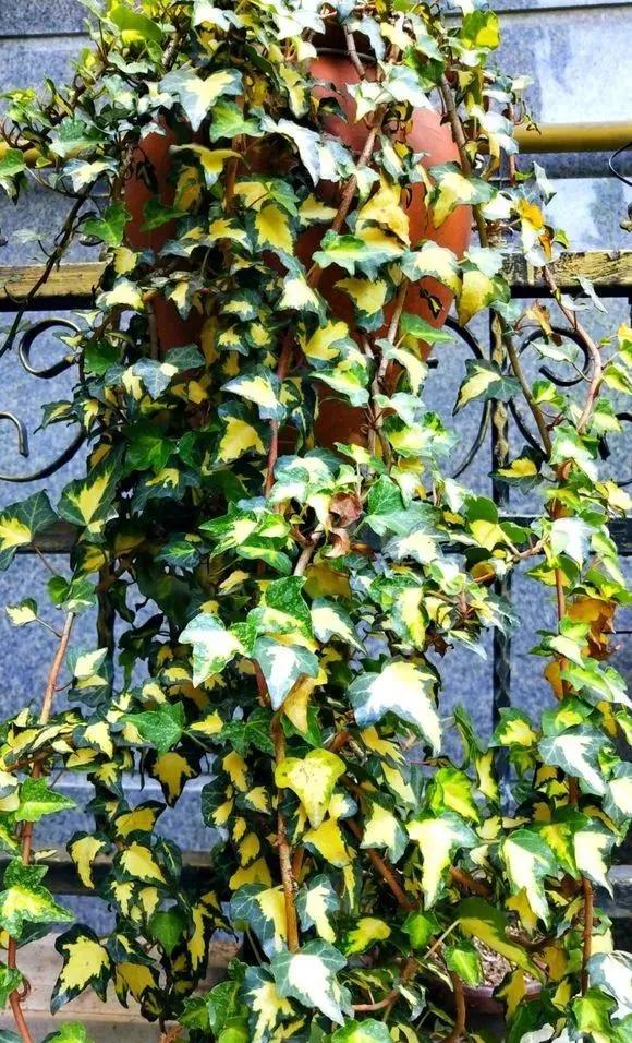 吸甲醛最好的十种花,甲醛潜伏