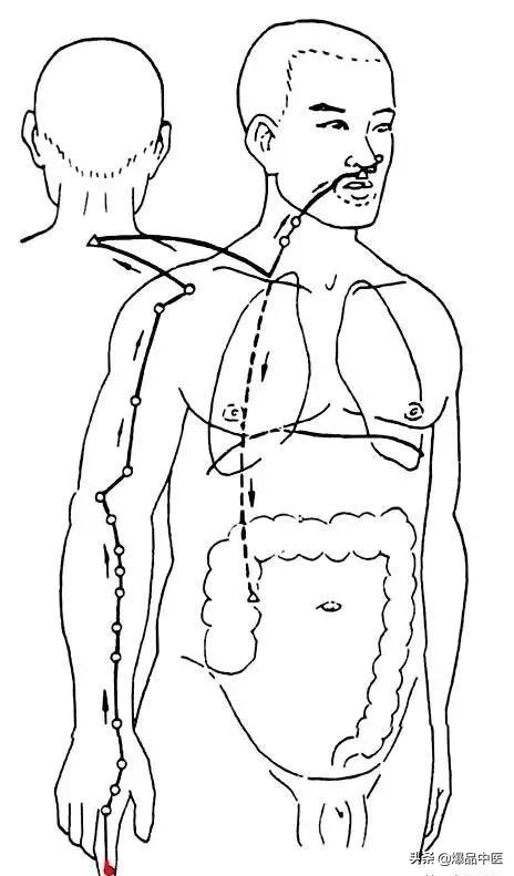 十二经筋连接动态图,十二经筋的图解