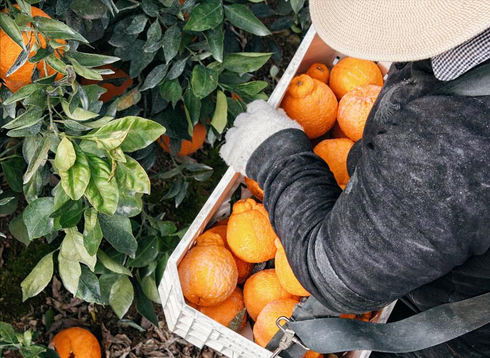 世界上最贵的水果前20种,世界最贵的水果是哪六种