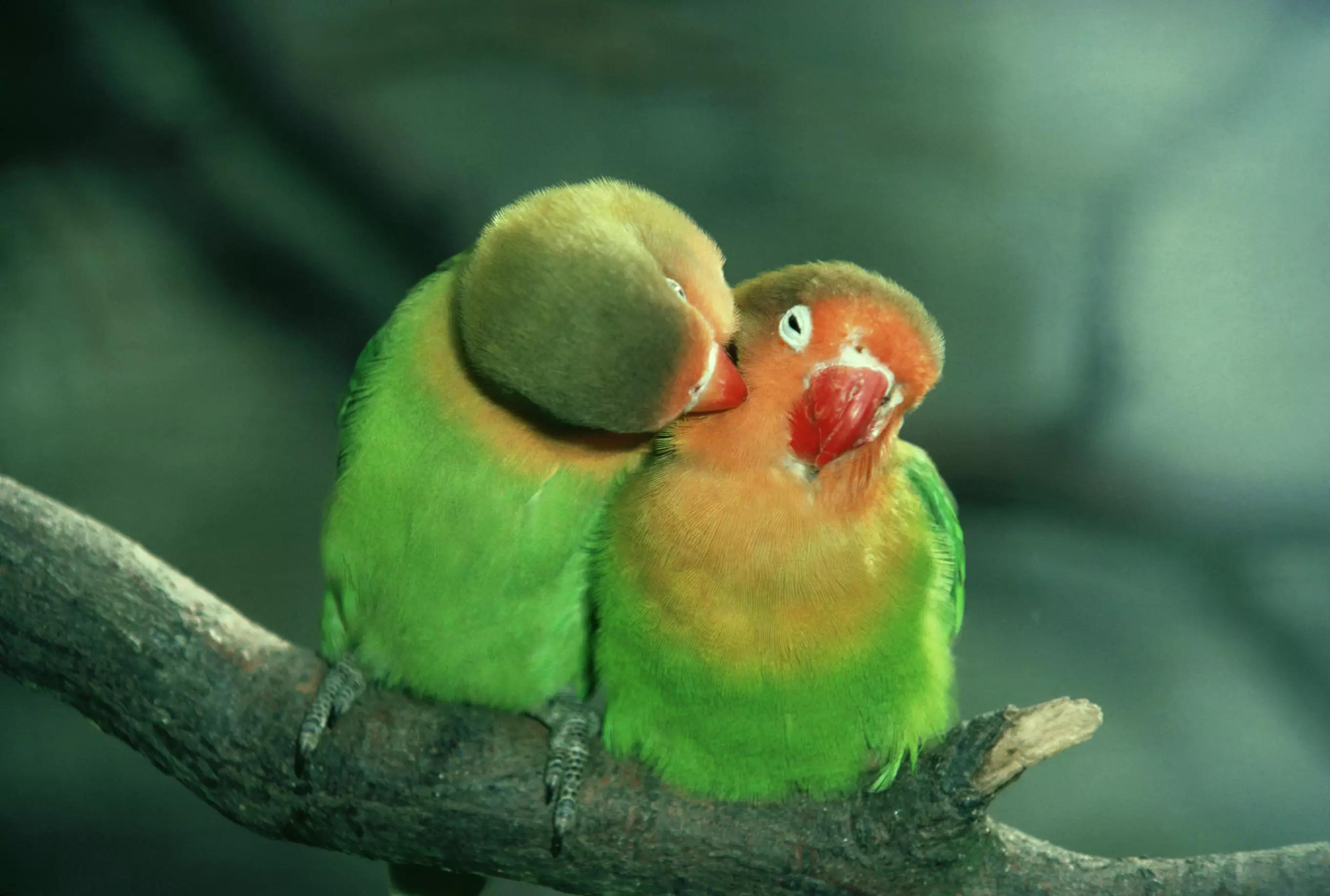 第一受欢迎鹦鹉,很容易驯化的宠物鸟有哪些