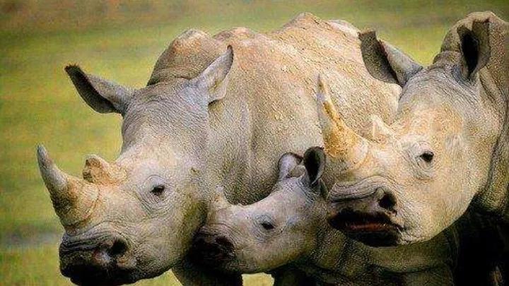 地球上的动物杀手,地球杀手完整版