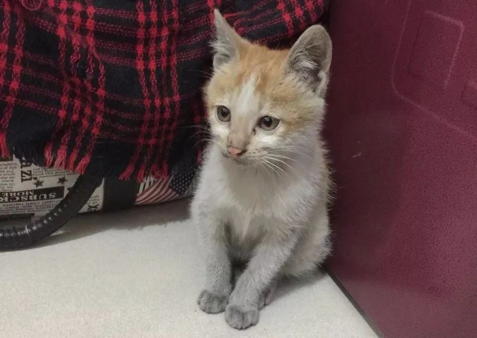 小佩闷死猫事件,小佩猫窝闷死猫