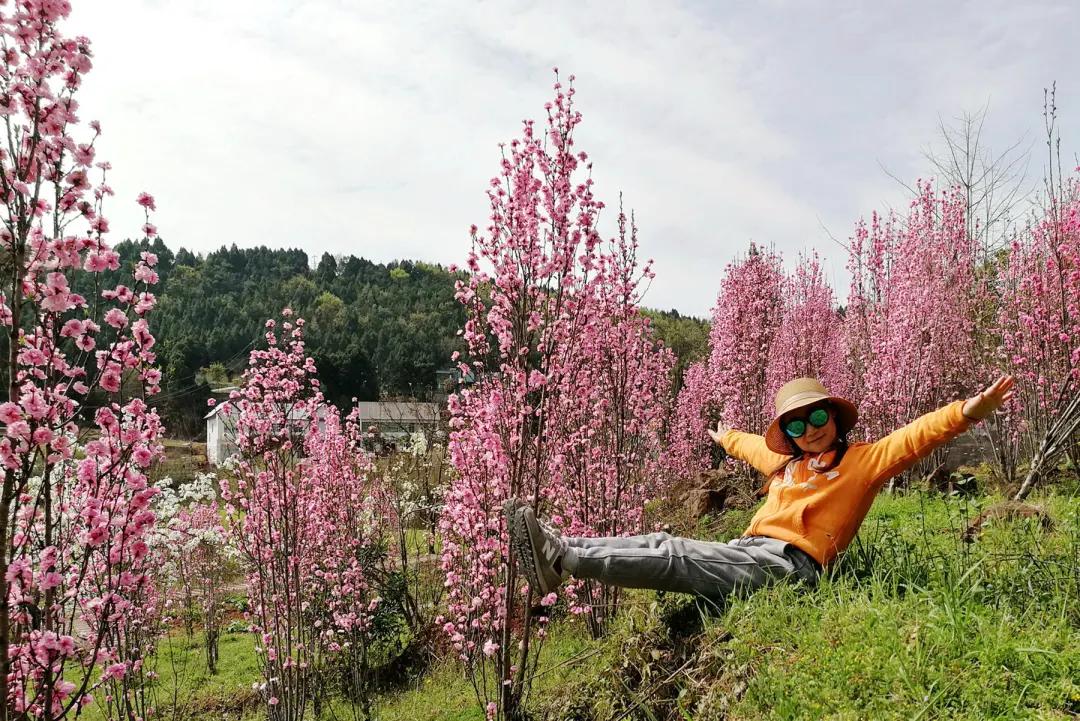 云赏花的小视频,云赏花路