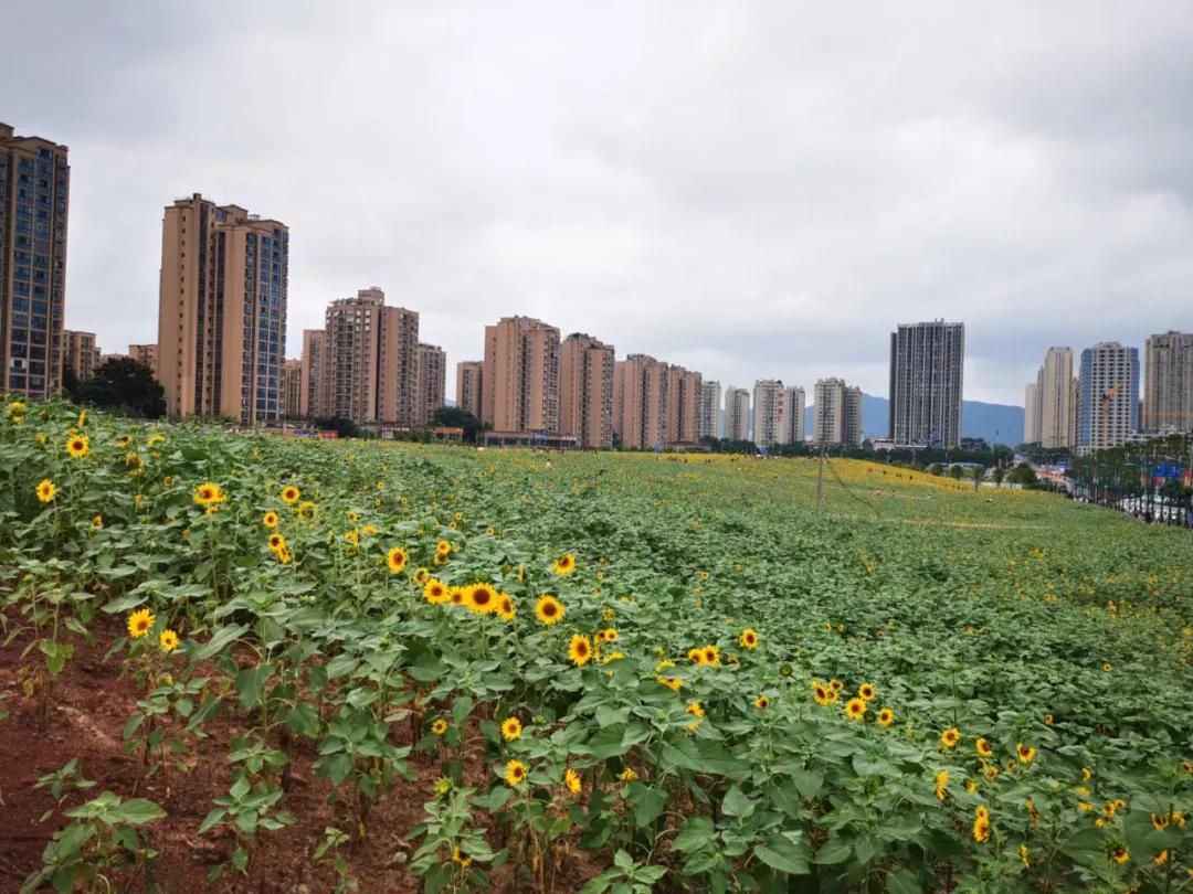 重庆主城网红打卡地景点推荐,重庆新网红地打卡