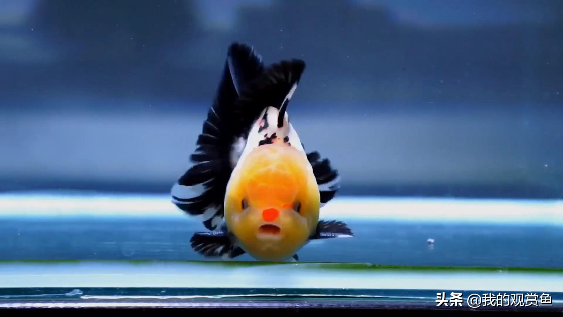 金鱼甩卵怎么孵化小鱼,金鱼打籽几天能孵化