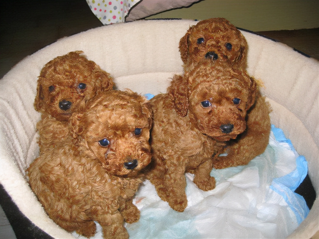 褐色泰迪大概多少钱一只,一只纯种泰迪多少钱