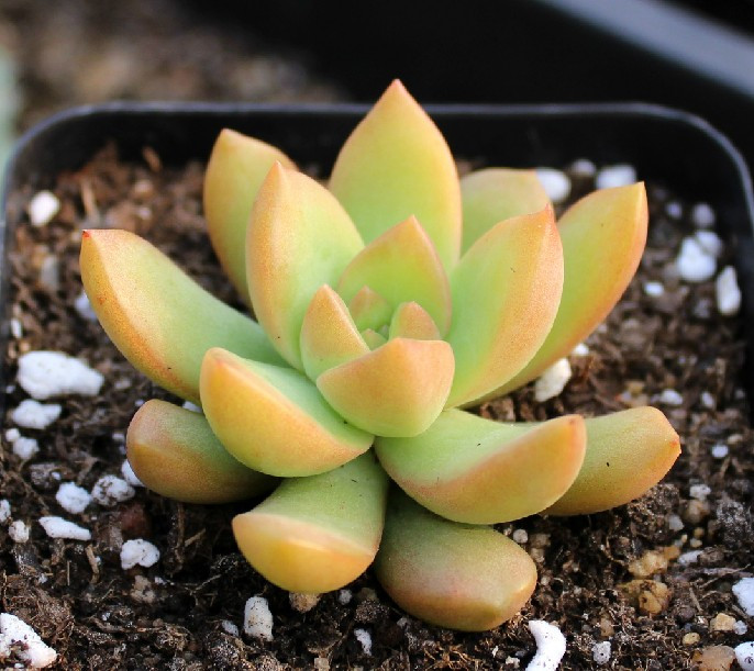 黄丽徒长砍头后怎么养护,黄丽夏季露养