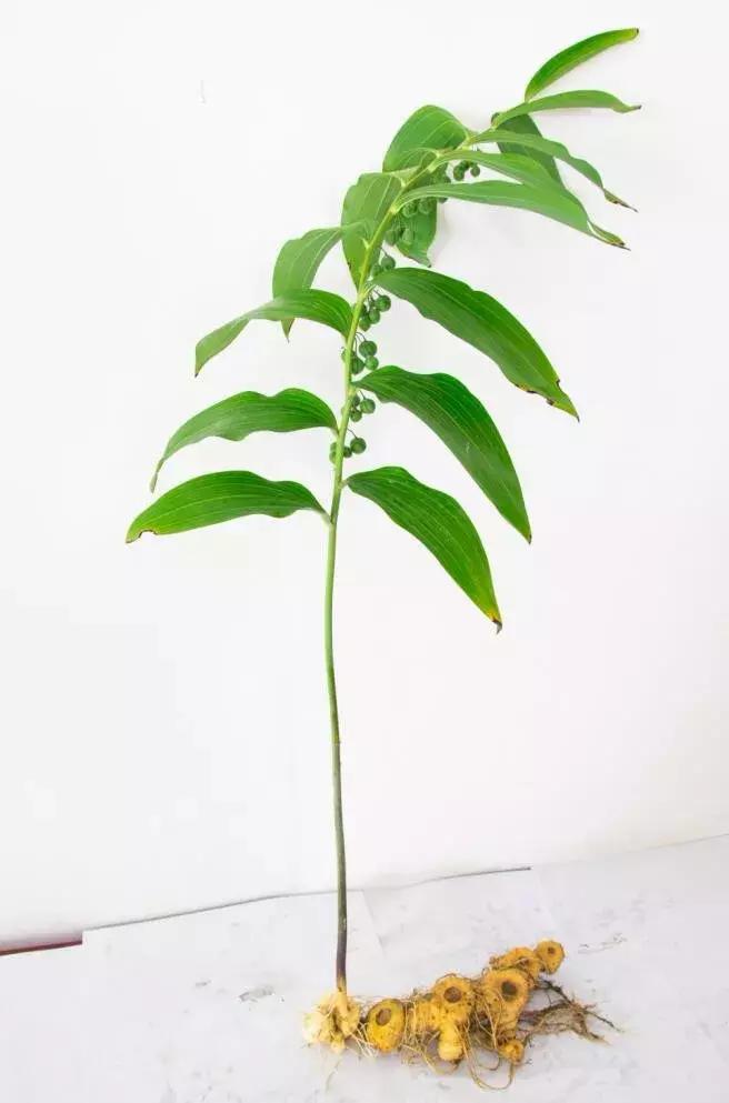 合肥农交会免费观展,合肥农交会门票价格表