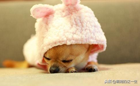 天气热了狗狗如何防暑,天气渐热养狗狗要注意以下几点