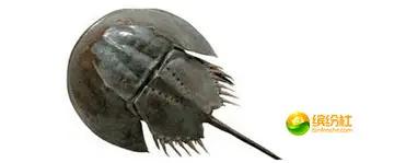 舟山海鲜代加工攻略,最全舟山海鲜攻略