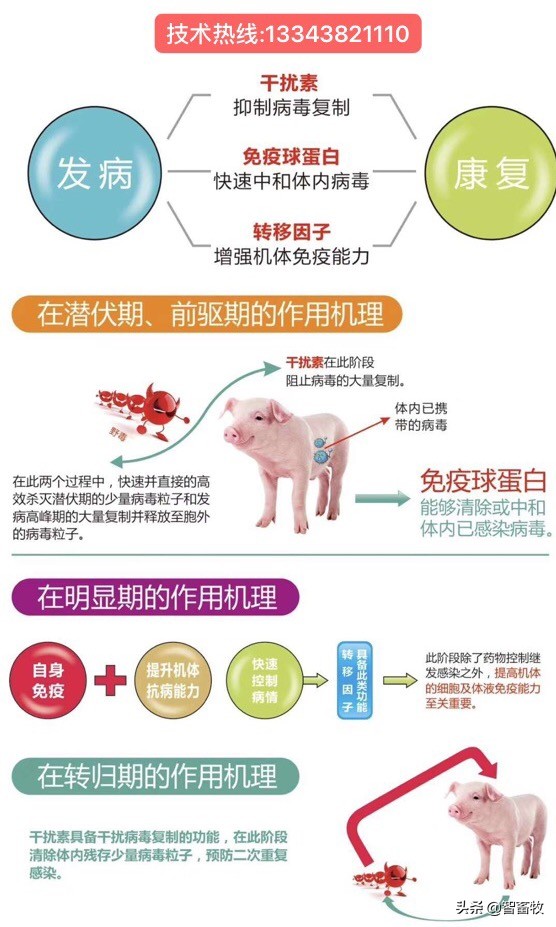 干扰素对病毒的作用,干扰素对白细胞有什么影响