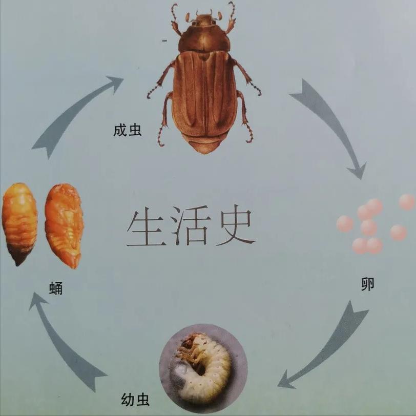 淡水龟的防治方法,猪鼻龟病虫害防治