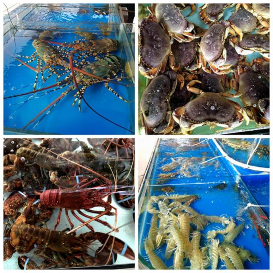 龙胜凤鸡竟“飞”入海鲜市场,“高规格”背后大有文章