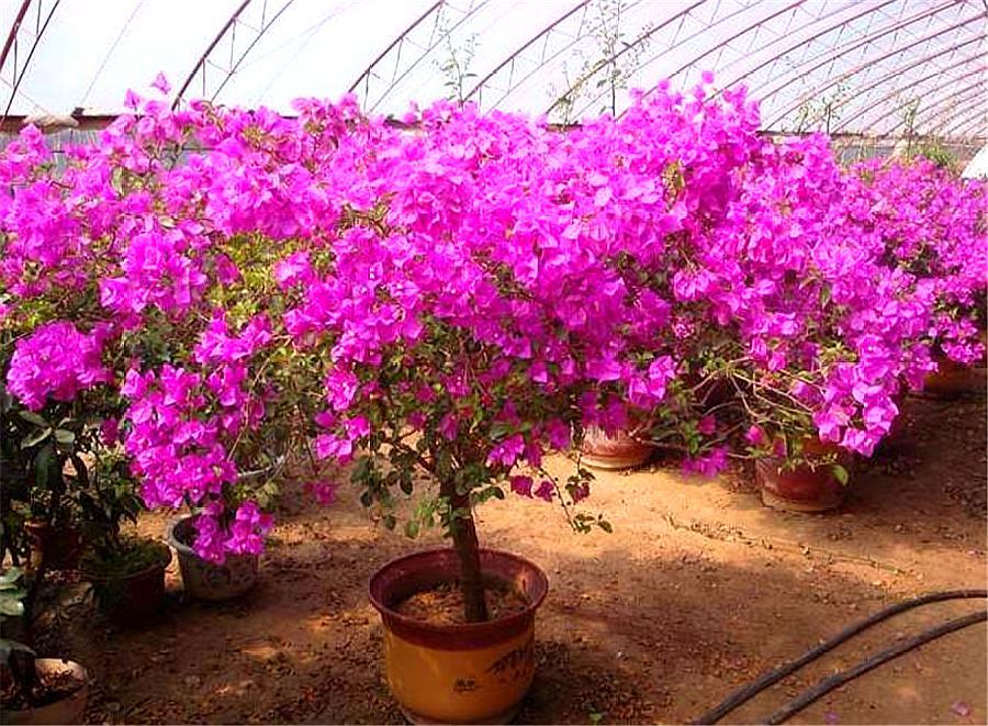 三角梅冬季怕冻死怎么办,三角梅冻伤开春怎么救活