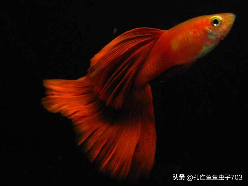 全红孔雀鱼怎么繁殖出好的品相,全红孔雀鱼怎么就是不生