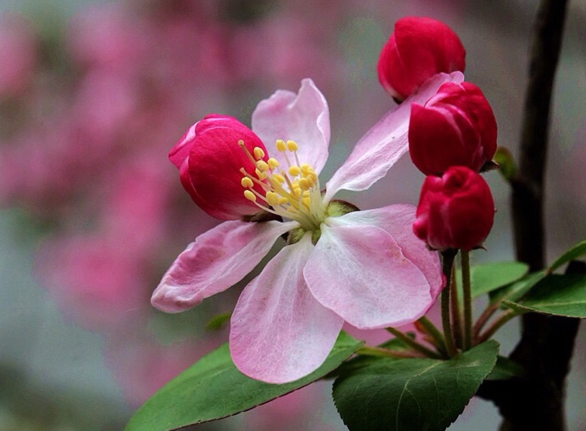 海棠花的不同品种,春天里盛开的海棠花不同品种