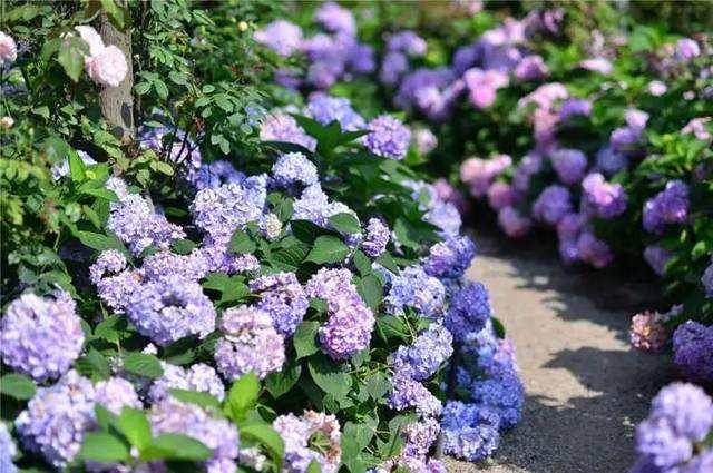 成都逛吃旅游攻略图片高清,成都逛吃攻略龙湖