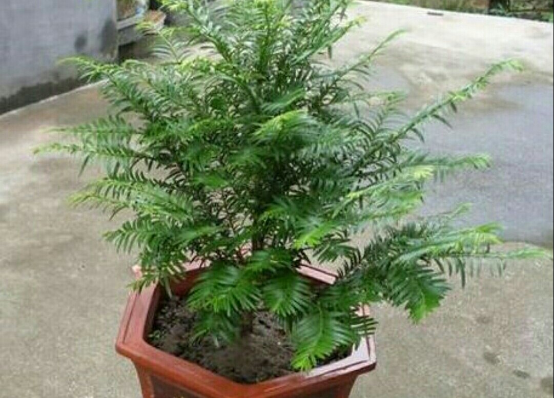 红豆杉黄叶原因及解决方法,家养发财树老黄叶怎么办