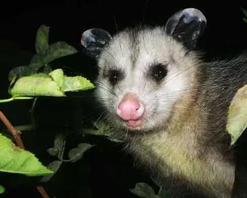 两个眼睛都是斗鸡眼是不是聪明,一对斗鸡