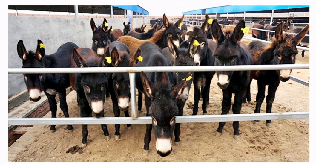 东阿毛驴产业,山东毛驴产业