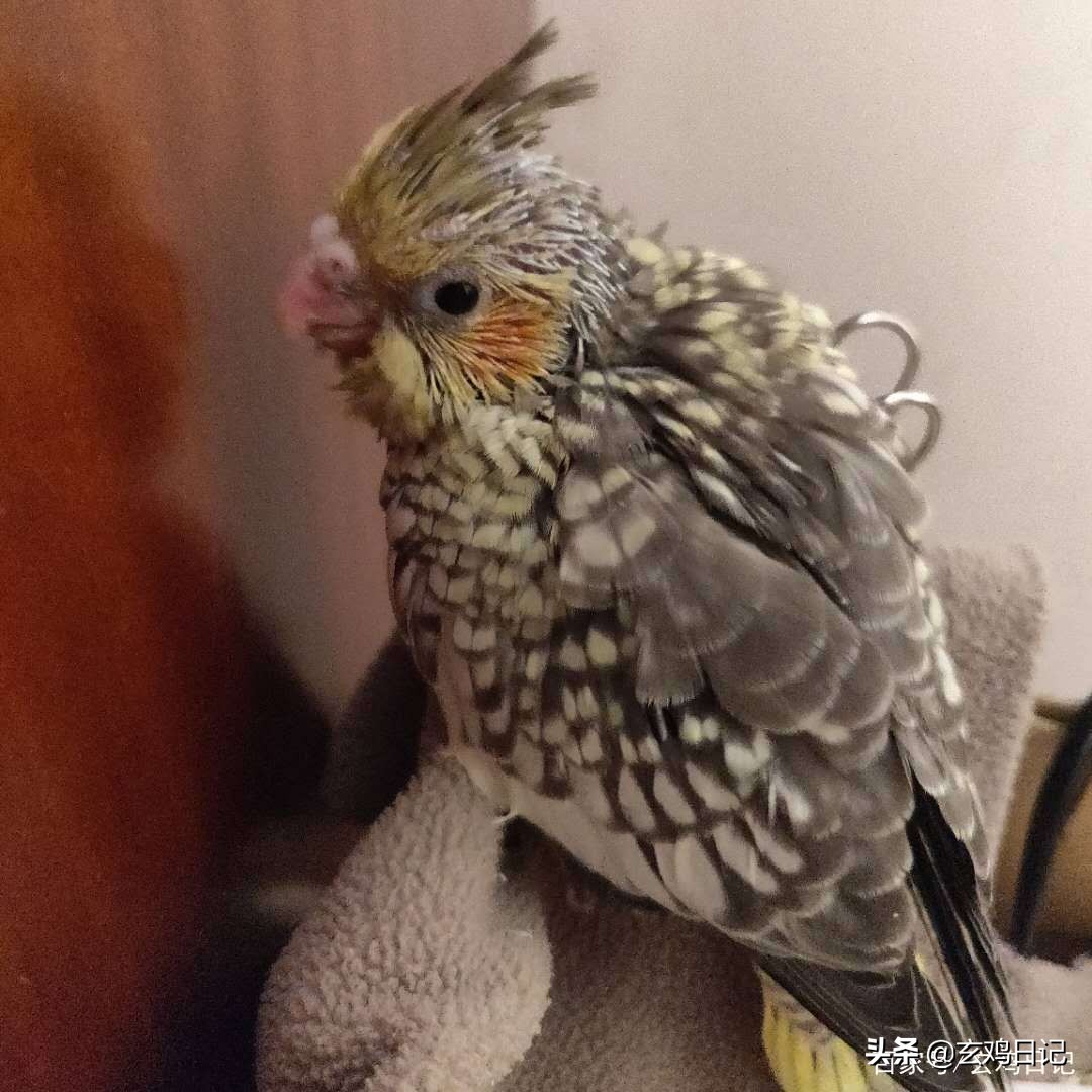 疫情期间家养的鹦鹉怎么办,疫情期间鹦鹉螺