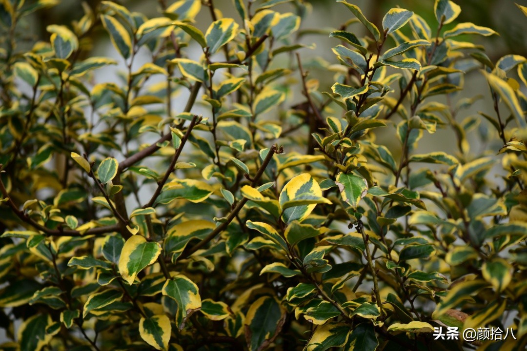 零下9度来袭，花园里的绿色是那么动人|园丁