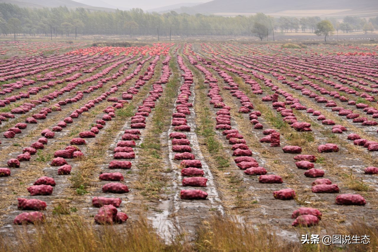 20年风雨治沙路，绿水青山秀丰宁