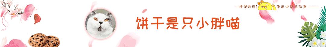 猫咪一年后还记得主人吗,猫咪还能记得原来的主人吗