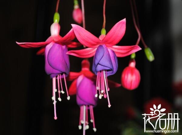 适合送给老师的花有哪些7种最适合送给老师的花,灯笼花代表感恩