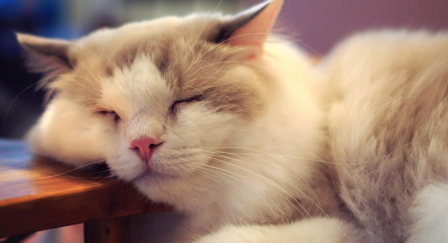 猫咪发神经跳跃,猫咪发神经