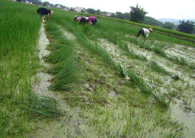 荸荠病虫害的防治技术,荸荠怎样管理才能高产大个