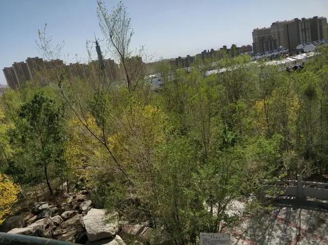 绿地城二期绿化乌鲁木齐,乌鲁木齐中海万锦公馆绿化环境