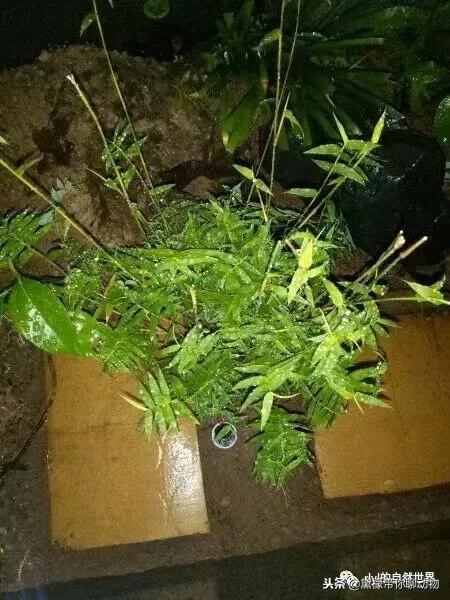 丛林造景黄缘龟池设计图大全,龟宝宝黄缘龟生态缸造景教程