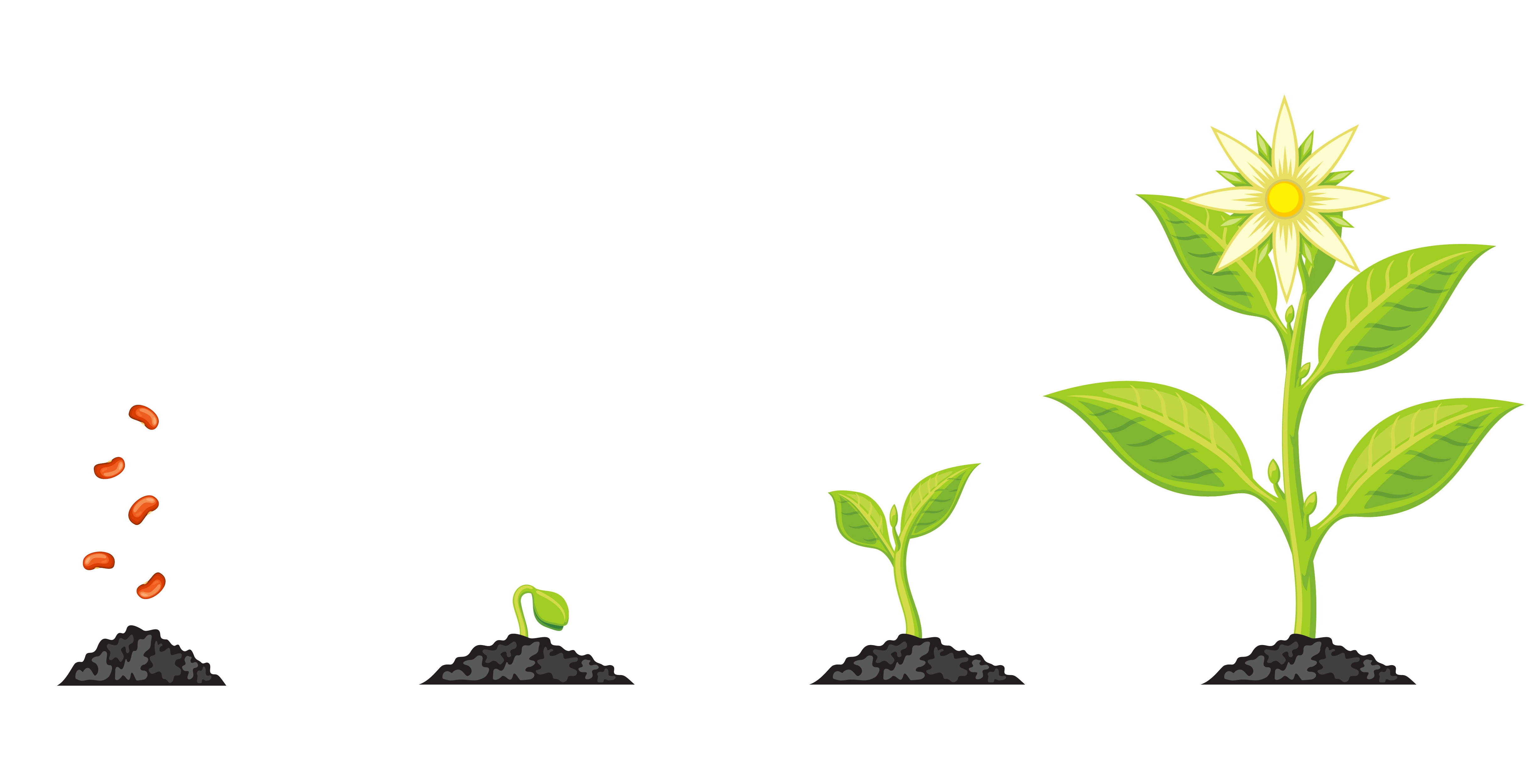 水果为什么特别甜是加了甜味素吗,现在水果这么甜是打了甜蜜素吗