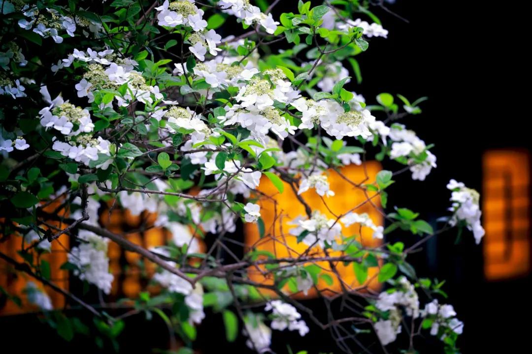 《道德经》：四种处世大智慧，读后受益