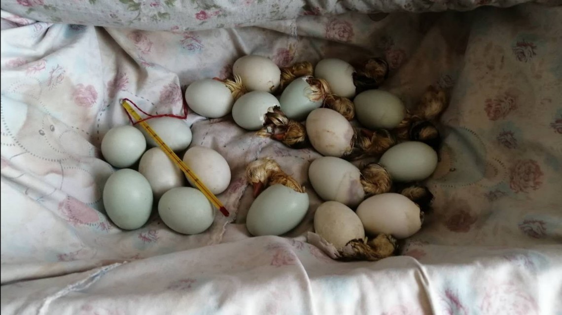 人工孵化鸭子怎么养,鸭子孵化详细全过程