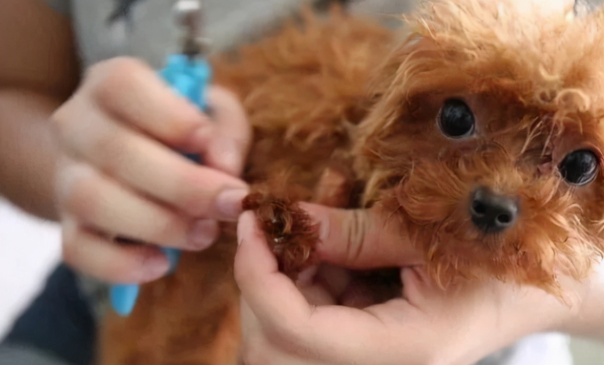 狗狗拉稀便的治疗方法,狗狗拉稀软便可以吃蒙脱石散吗