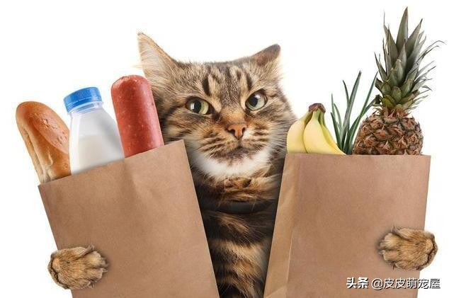 这5种行为，正在缩短宠物猫的寿命，你知道吗？