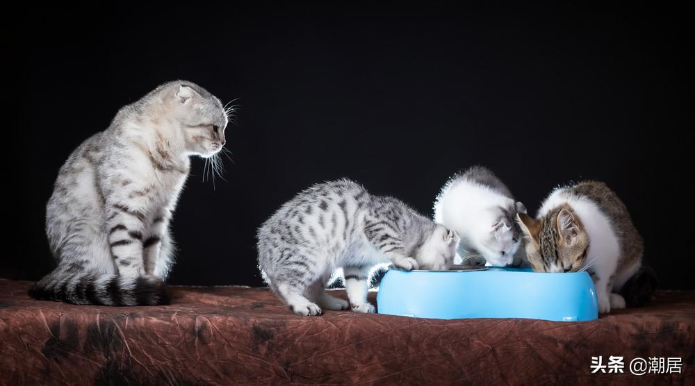 猫咪怎么吃得胖,猫猫太瘦怎么给它补充营养