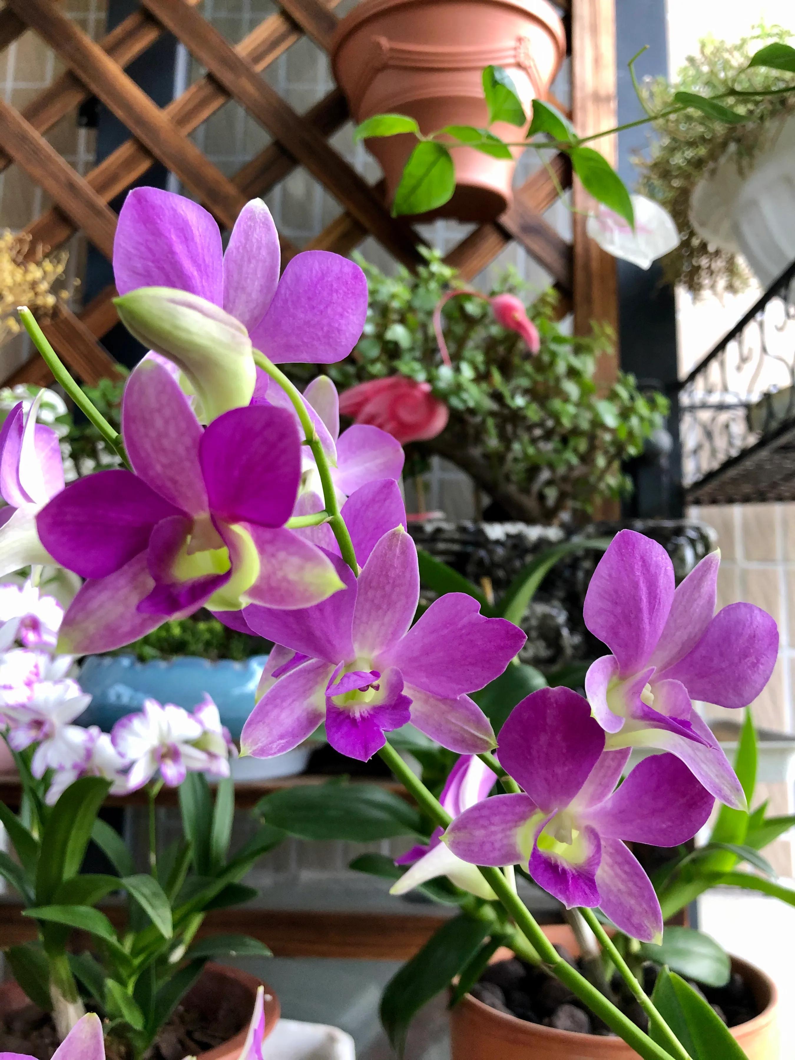 蝴蝶石斛兰怎么养,盆栽里长得像蝴蝶花的是什么花