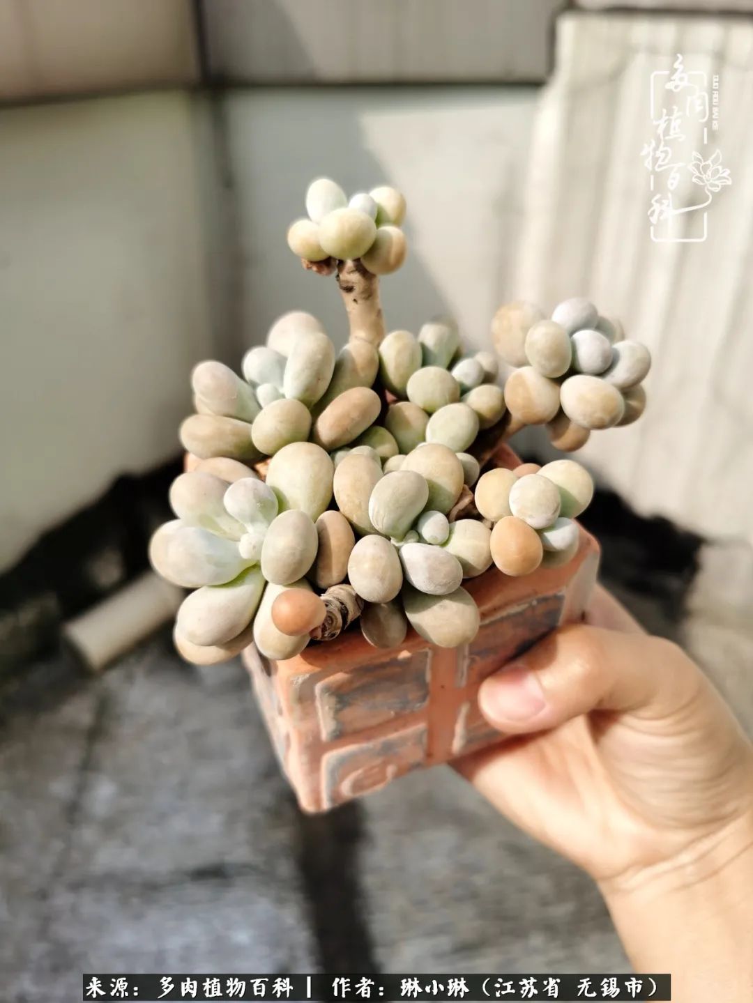 又到多肉变美时，一切都鼓励我积极向前