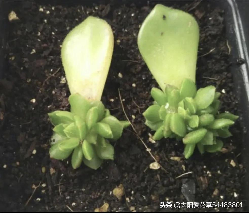 春天多肉容易长虫子吗,春季多肉要预防虫吗