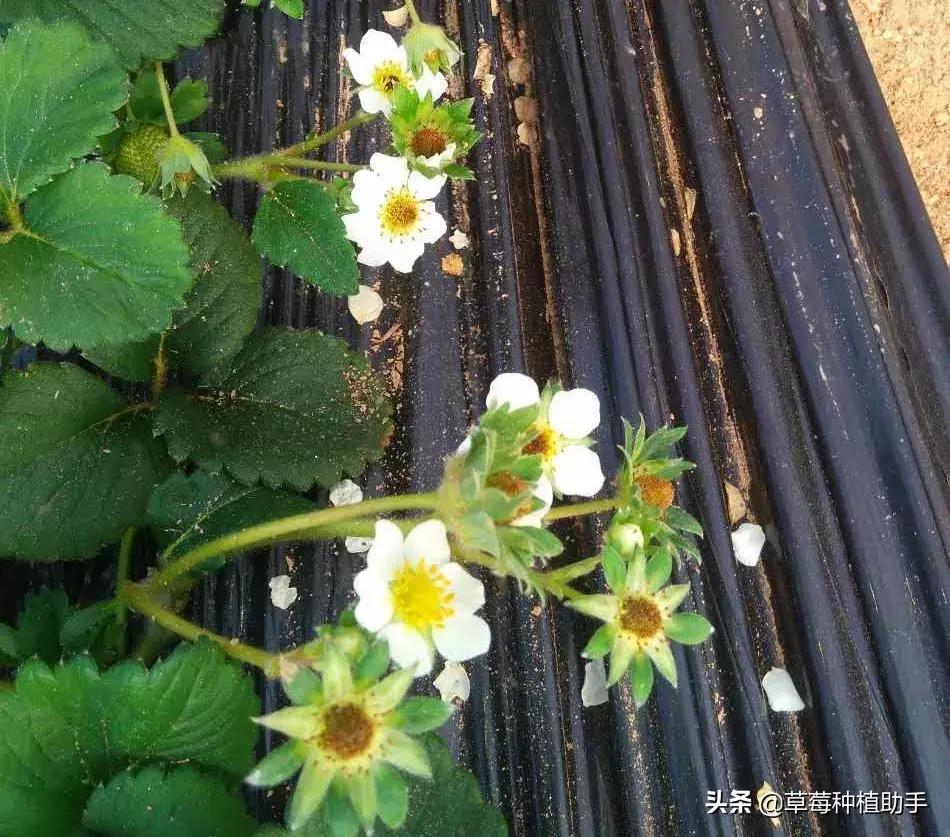 草莓受冻,草莓受冻花萼干