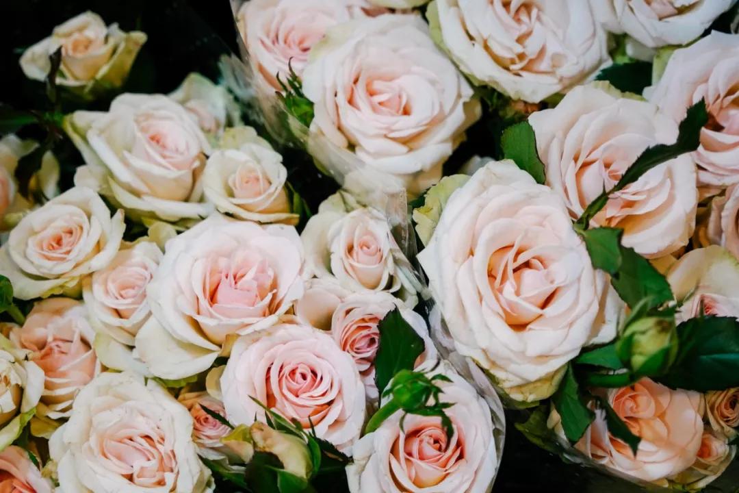 汉中门花市,汉中门花市价格