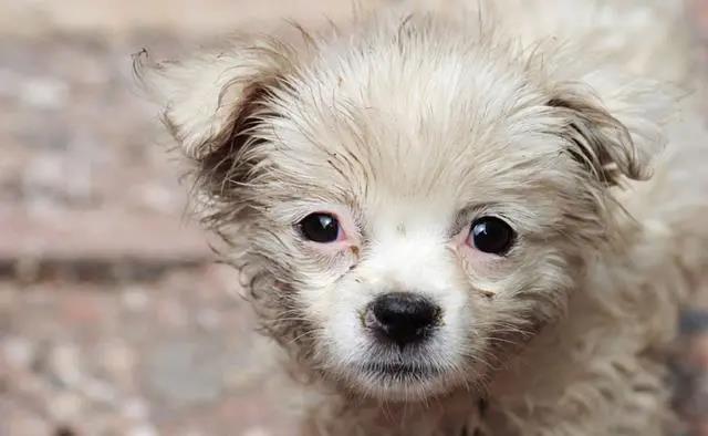 CPF活动预告|阿派第30届领养日——人间值得,只要它能与你相遇