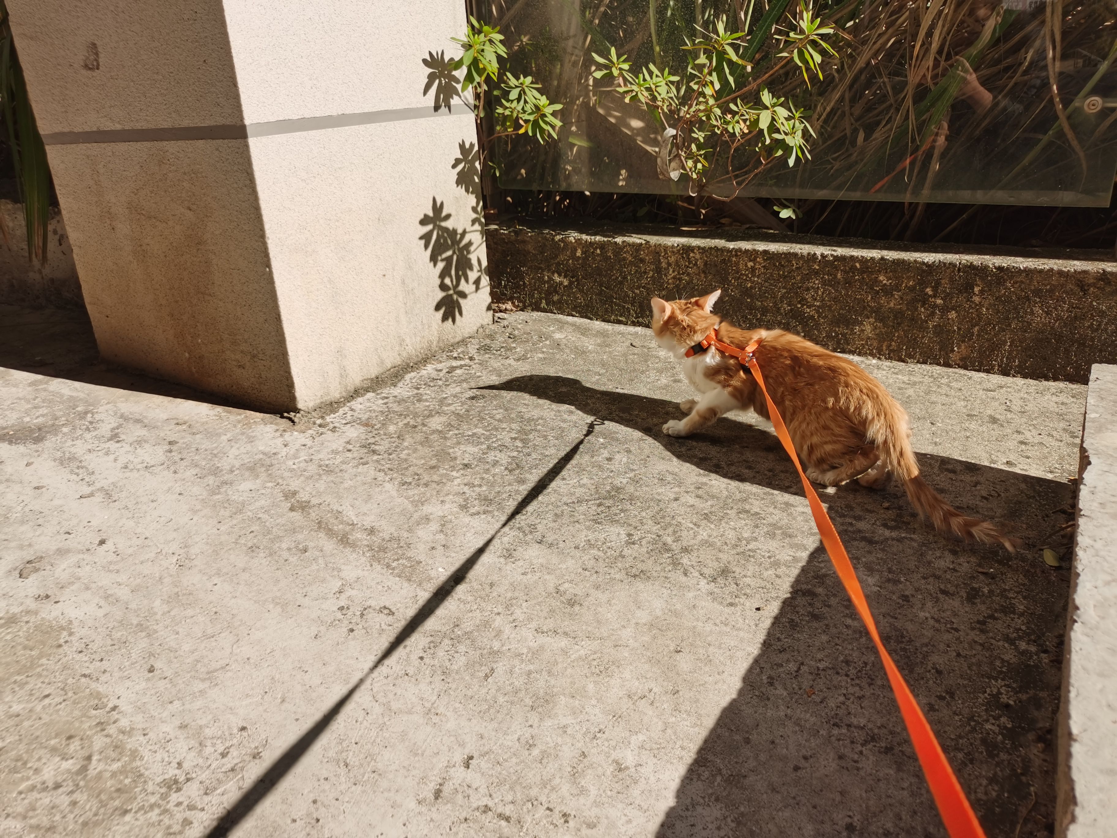 华为nova65g与荣耀v305g,华为nova65g版对比荣耀30