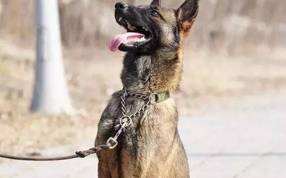 马犬警犬好还是德牧警犬好,马犬vs德牧哪个更好