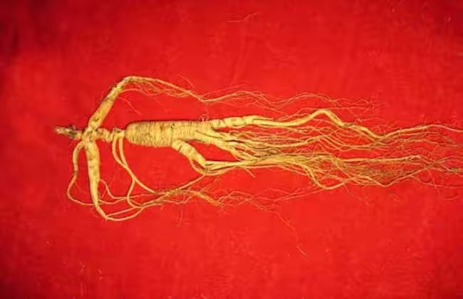 网购人参如此便宜，这样的人参还有没有价值？专家都说不要再吃了