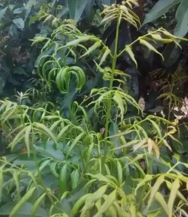 除草剂漂移药害谁负责,除草剂漂移产生的纠纷怎么处理