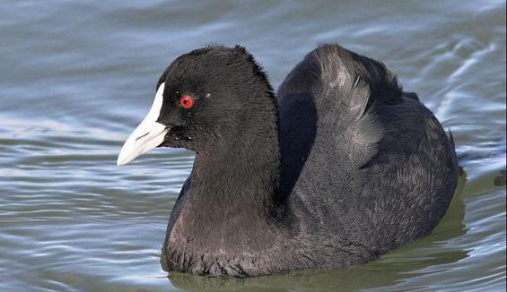 广东常见鸟类图谱图文,广东常见鸟类图谱